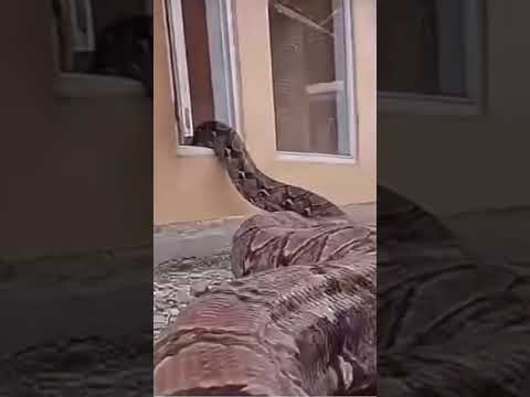 je passe mon tour 😱#serpent #géant