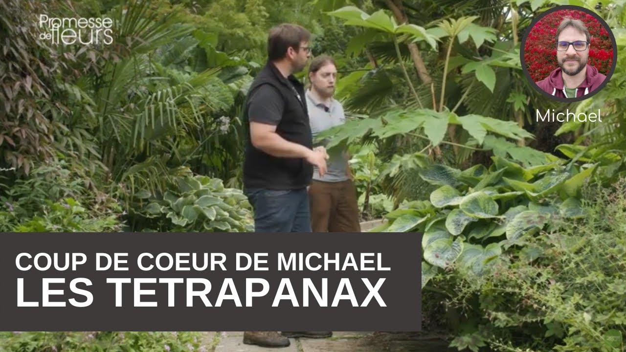 Les coups de cœur de Michael le : tetrapanax pour un jardin exotique